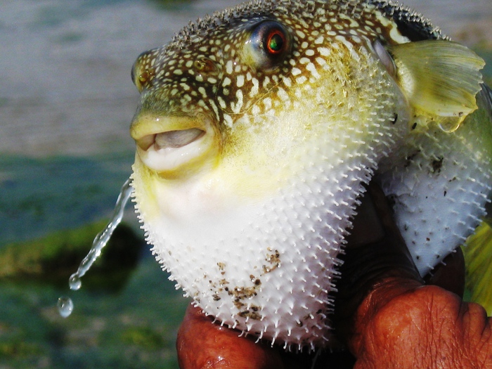 Huff &amp; Puff!! It's the Puffer Fish :: Lorienttravels
